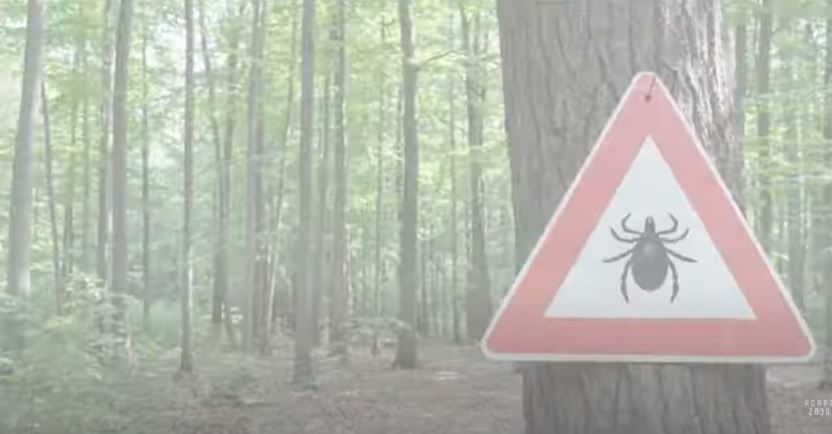 Tick swarms