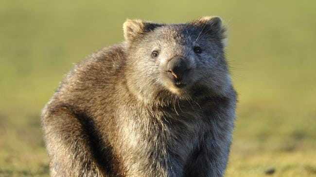Wombat