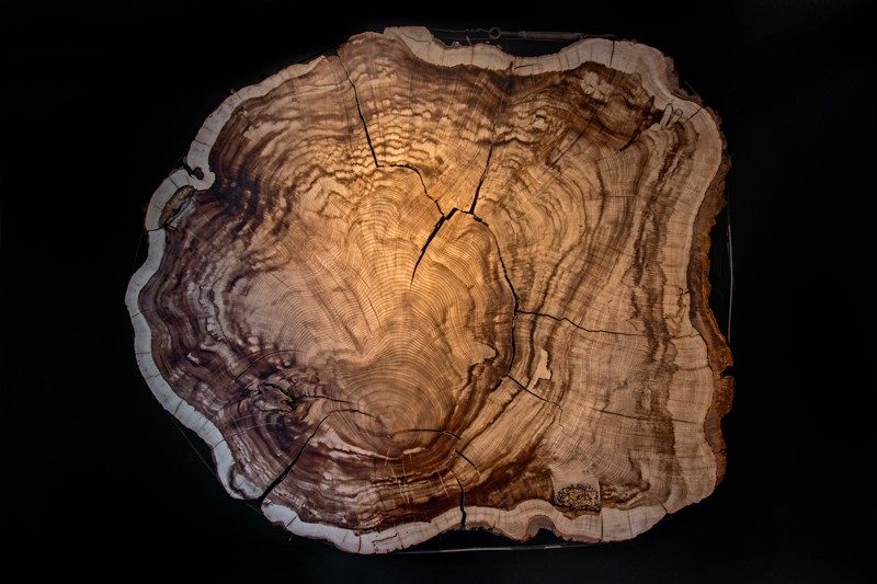 tree rings