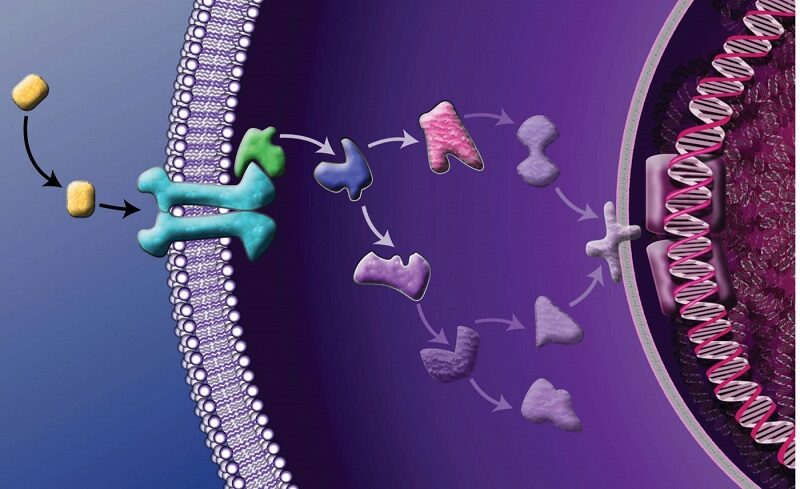 Genetically engineered protein
