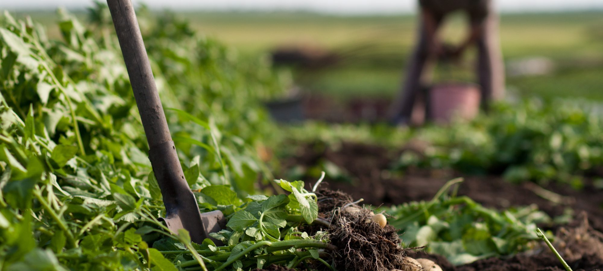Click to enlarge farming digging potatoes