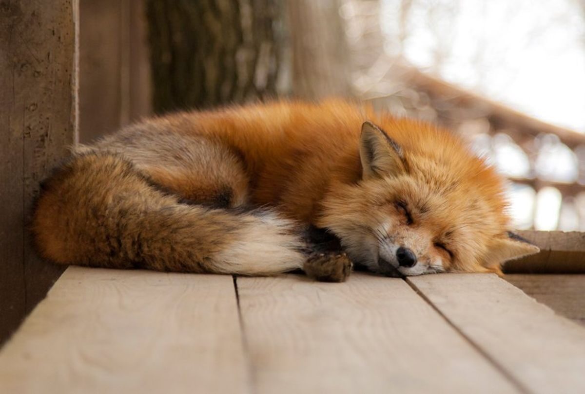 red fox sleeping