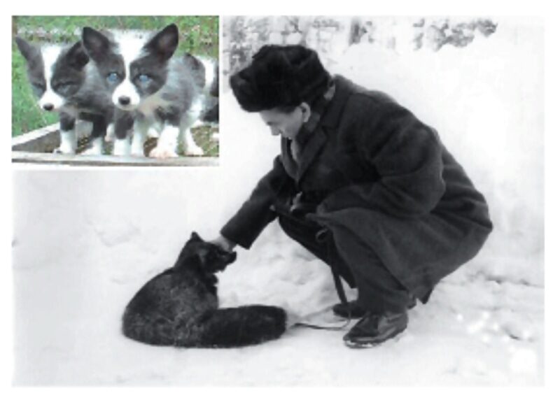 Belyaev fox domestication