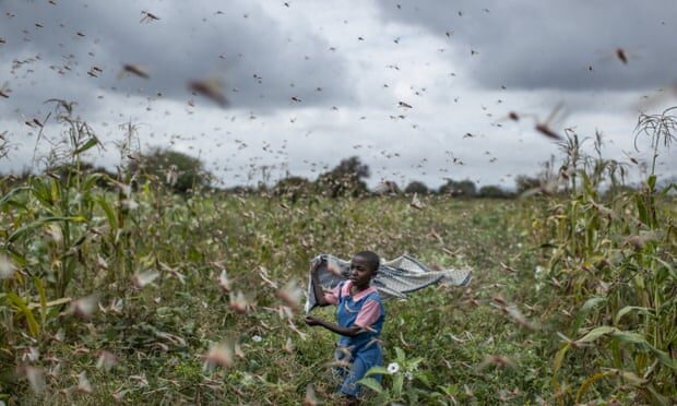 Click to enlarge A farmer’s daughter waves her shawl to chase away swarms of desert locusts in Katitika village, Kitui county, Kenya