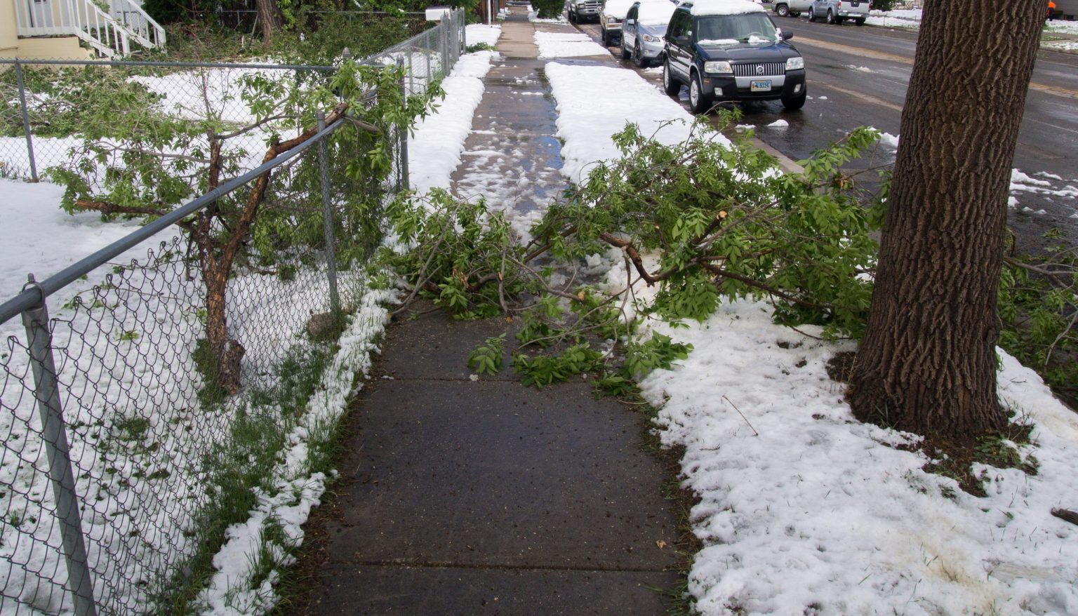 Click to enlarge Sidewalks across Laramie were covered in heavy wet snow and large branches from nearby trees after Monday’s snowfall.
