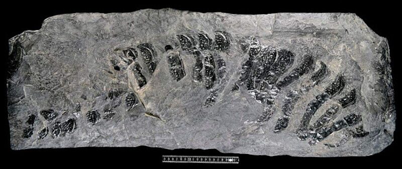 giant millipede extinct arthropleura