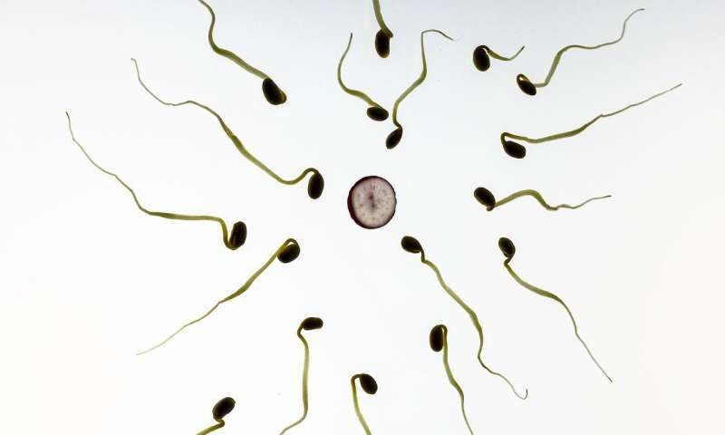 Click to enlarge bean sprouts, egg and sperm