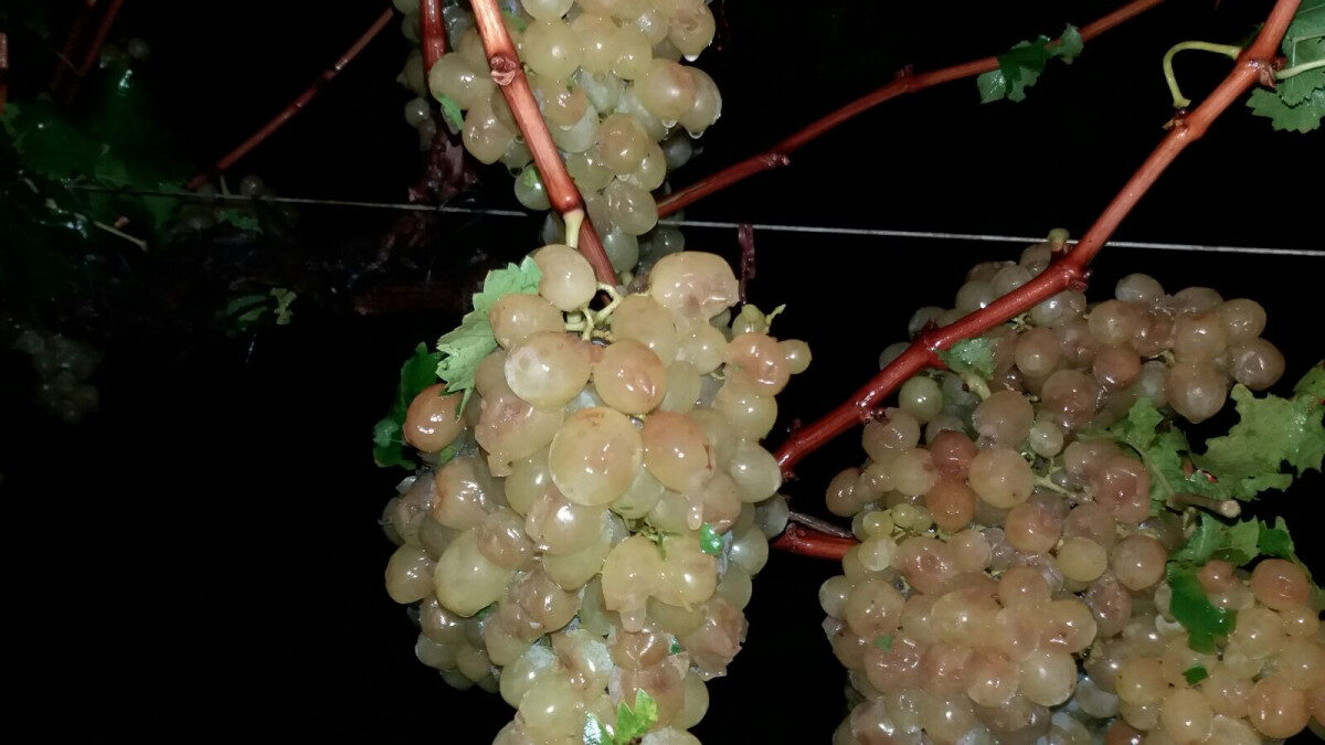 grapes
