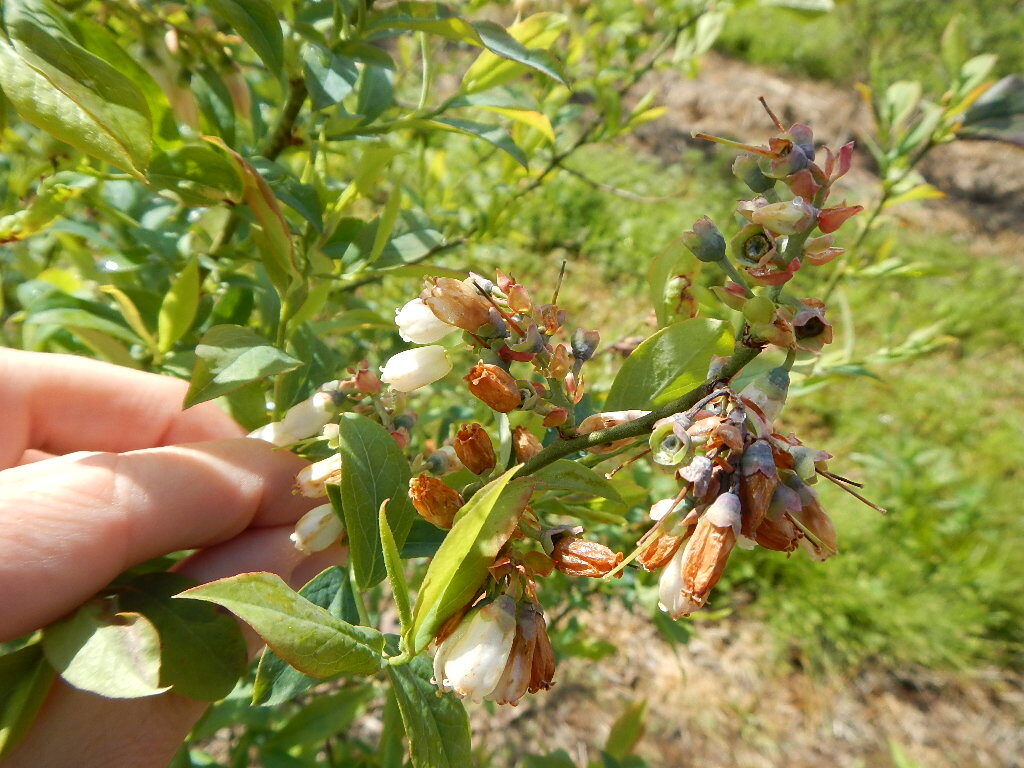 Click to enlarge frost blueberry