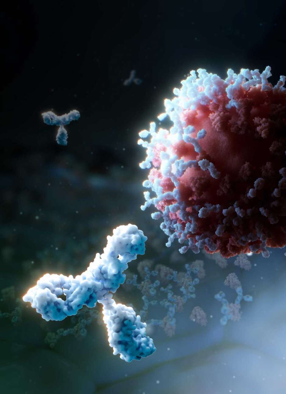 SARS-CoV-2 spike glycoprotein antibody S309