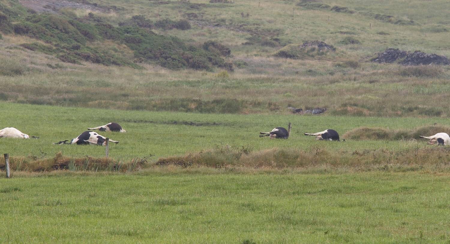 Click to enlarge A passer-by, driving along the scenic Dunlicky Road cliff drive, reported seeing a number of animals lying in a field with their ‘legs in the air.’