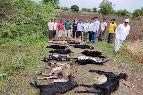 Click to enlarge dead sheep