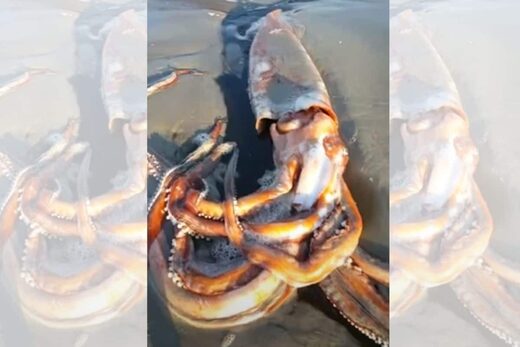 Giant squid found on beach in the Western Cape, South Africa