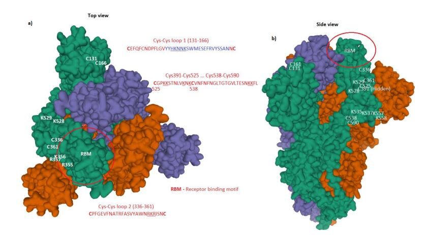 Click to enlarge Virus Receptor