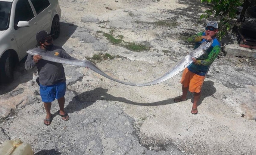 Click to enlarge Cozumel fishermen with their oarfish.