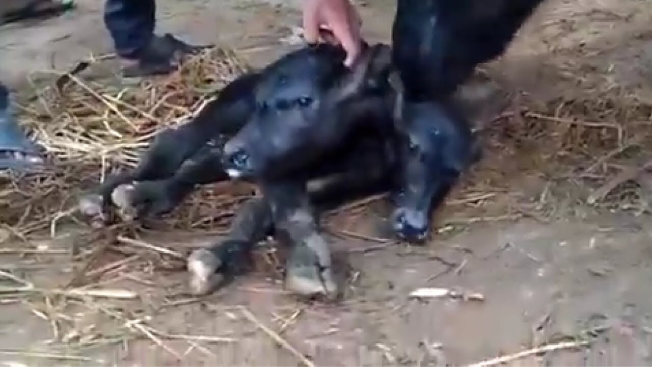 Buffalo gives birth to two-headed calf