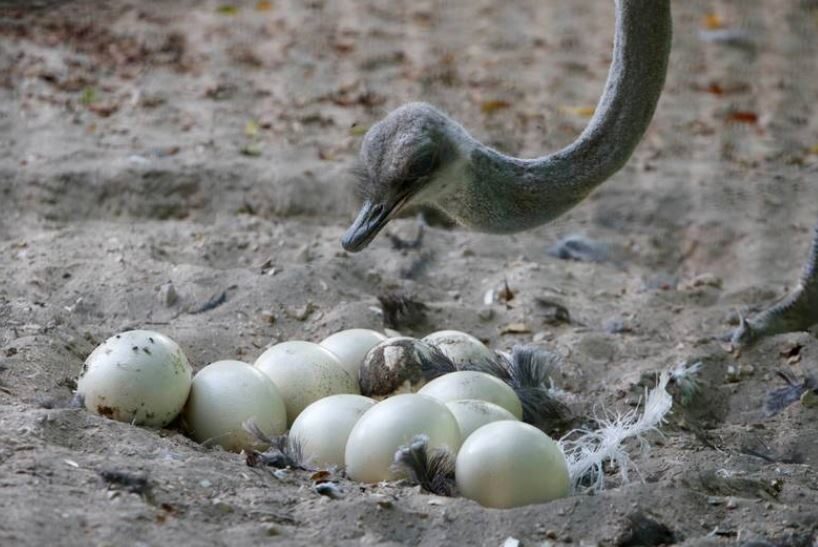 Ostrich with her eggs
