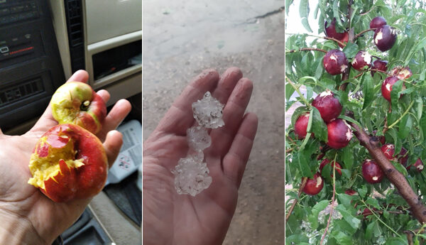 hail damage