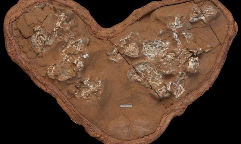 fossilized Protoceratops eggs dinosaurs