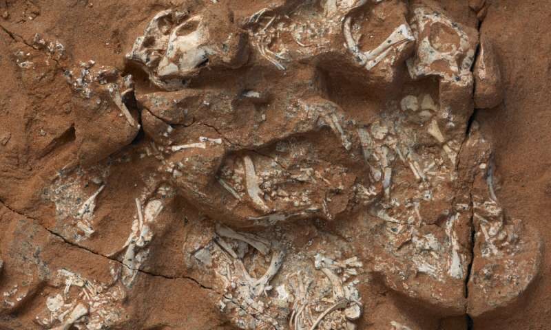 Click to enlarge Protoceratops six embryos fossil eggs