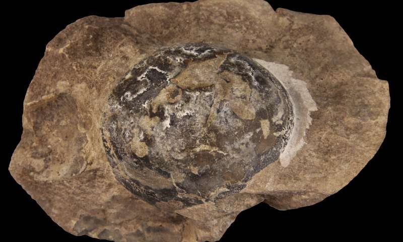 Click to enlarge fossilized egg Mussaurus dinosaurs