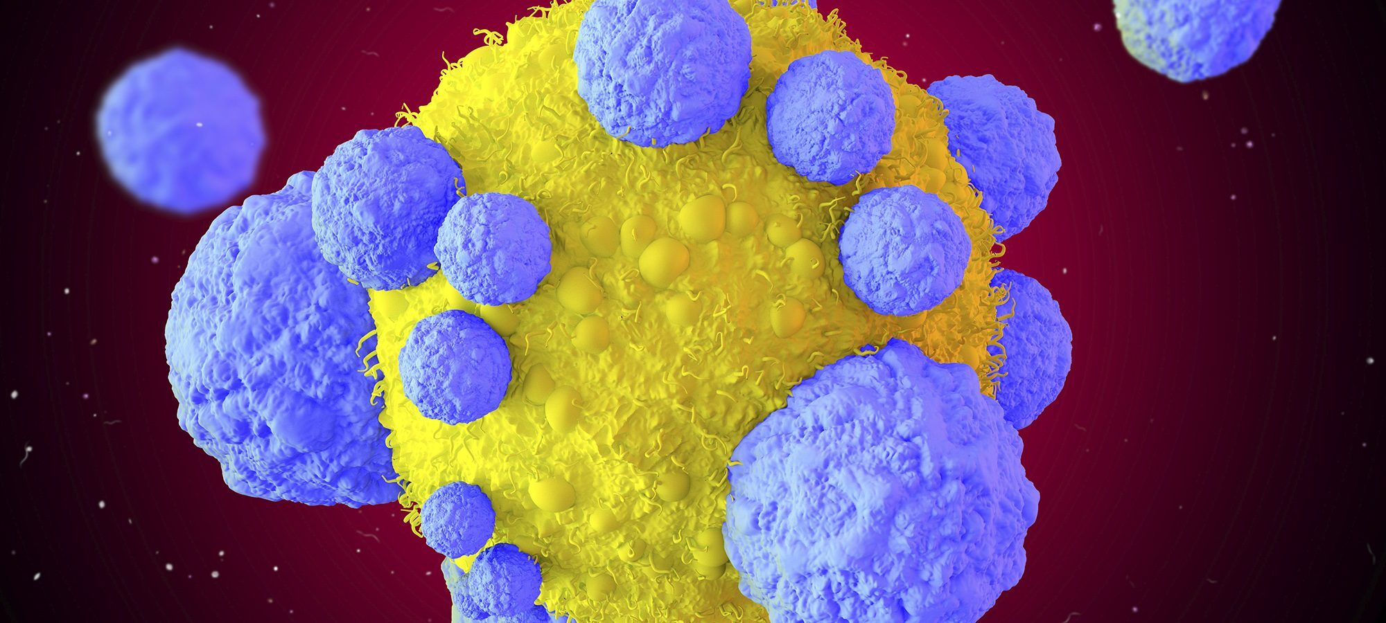 t cells