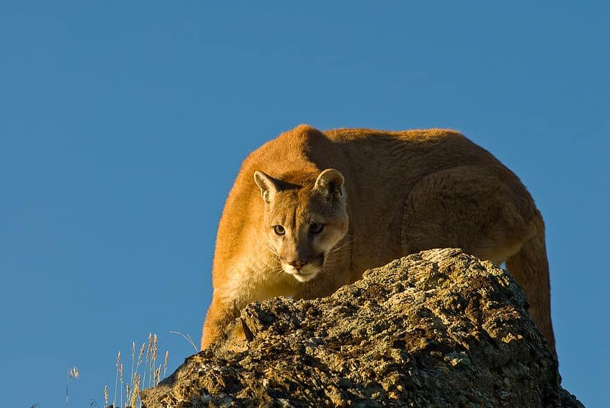 Click to enlarge puma