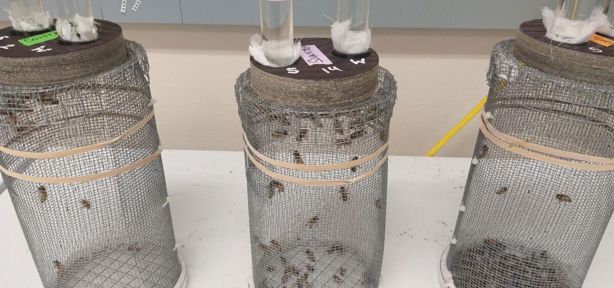 bee experiment