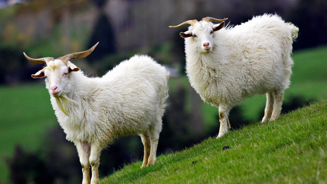 Click to enlarge Goats cabras