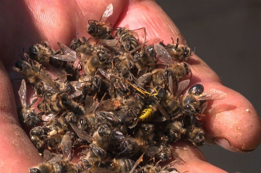 Dead bees