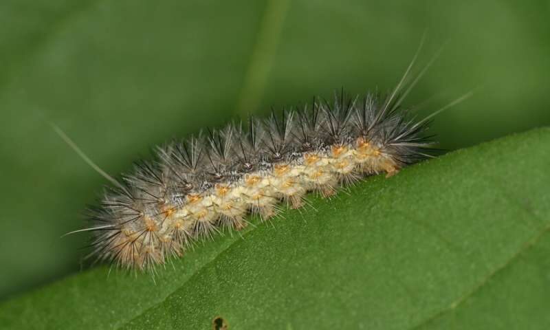 Caterpillar