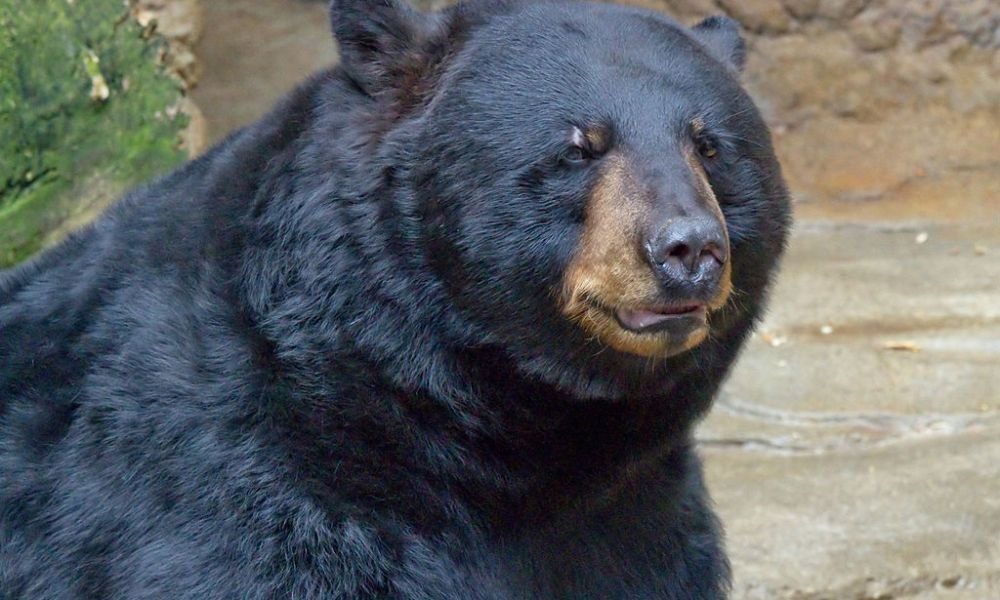 Click to enlarge bear