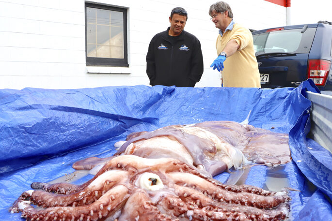 Click to enlarge Chris Battershill, right, with Roger Rawlinson who caught the giant squid.