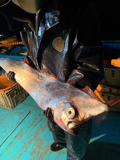 Click to enlarge A North Pacific crestfish hauled onto a fishing boat in Toyama Bay off the coast of Imizu, Toyama Prefecture, on May 15