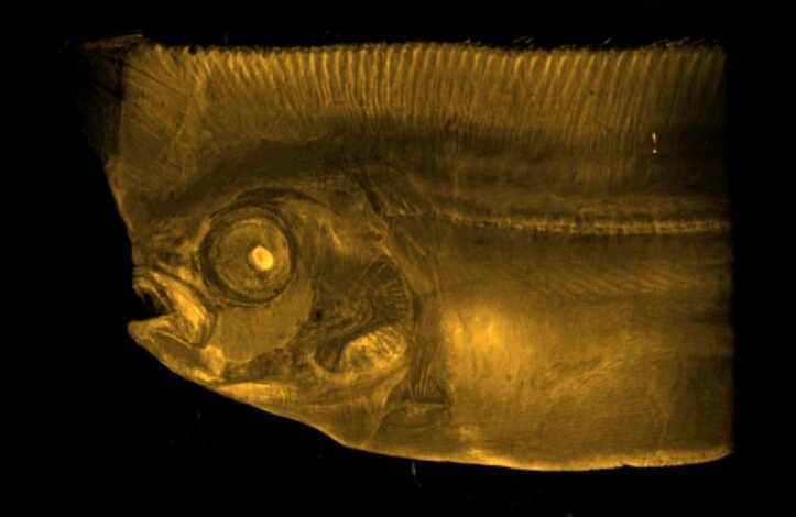 Click to enlarge North Pacific Crestfish