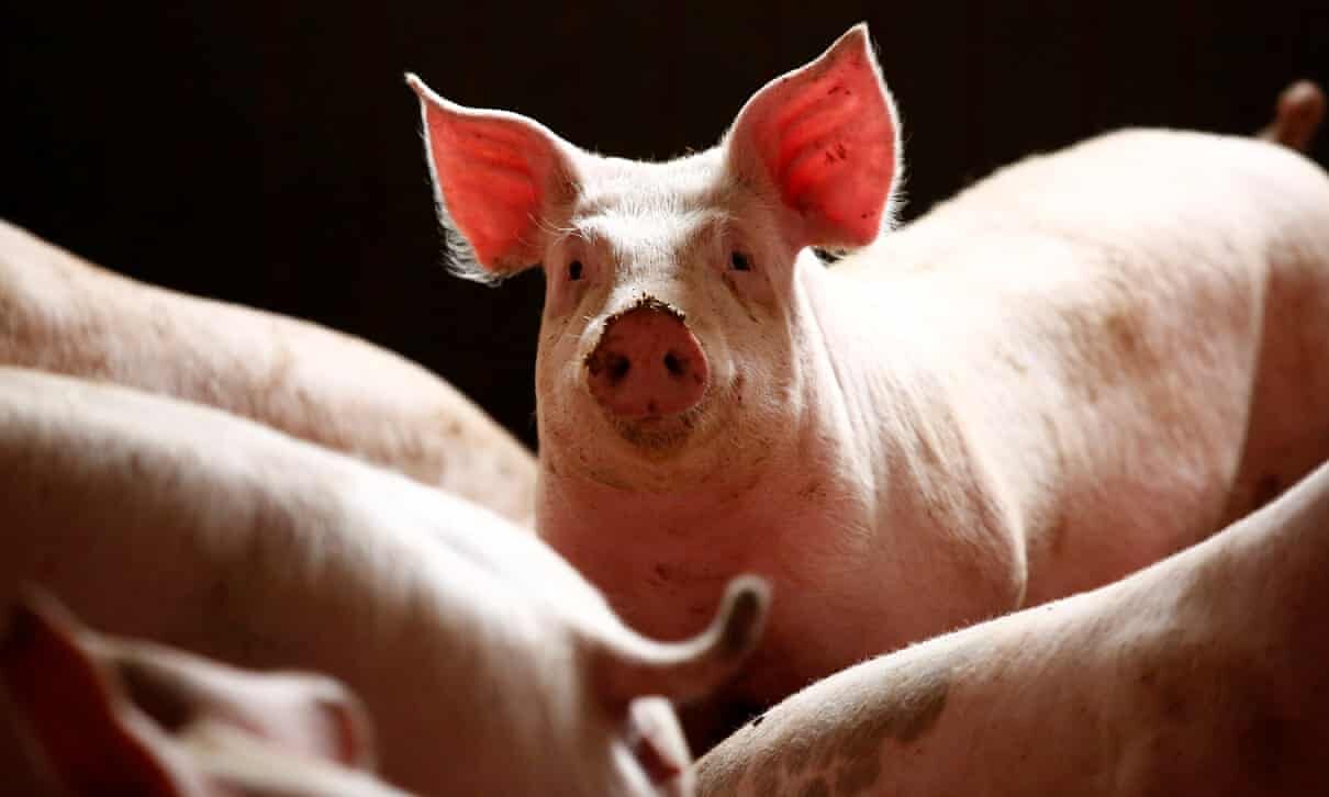 Click to enlarge African swine fever has decimated the livelihoods of many farmers
