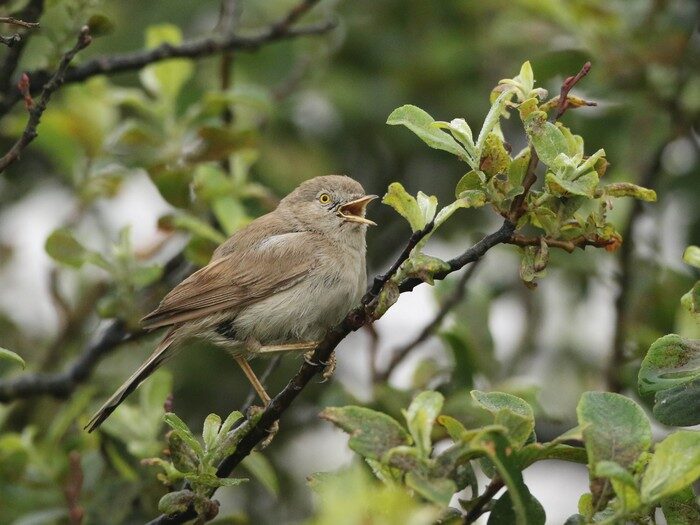 Asian Desert Warbler