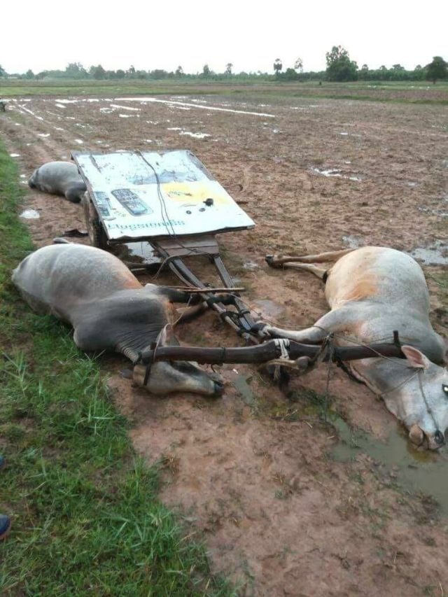 On June 21, 2020, at 5:30 pm, a flash of lightning killed a 68 years old man, Meas Chrun, and his 4 oxen, in Kbeng village, Borseth district, Kampong Speu.