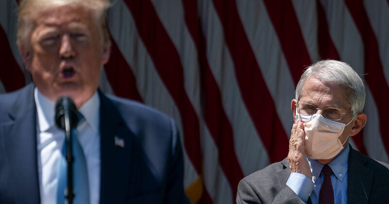 Click to enlarge fauci and trump