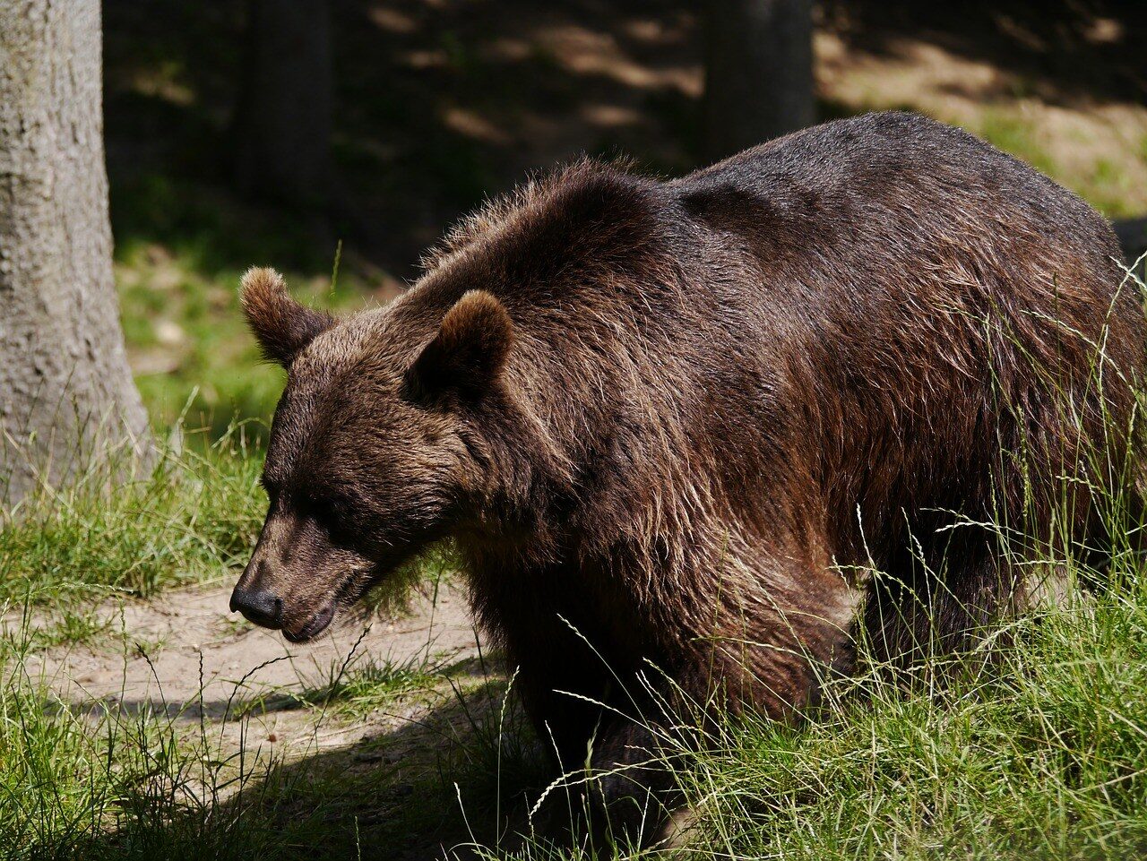 bear