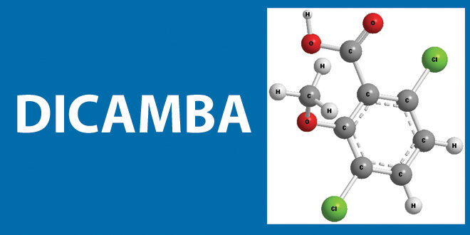 dicamba