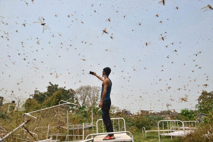 Click to enlarge A man takes pictures of a swarm of locusts in Allahabad, India
