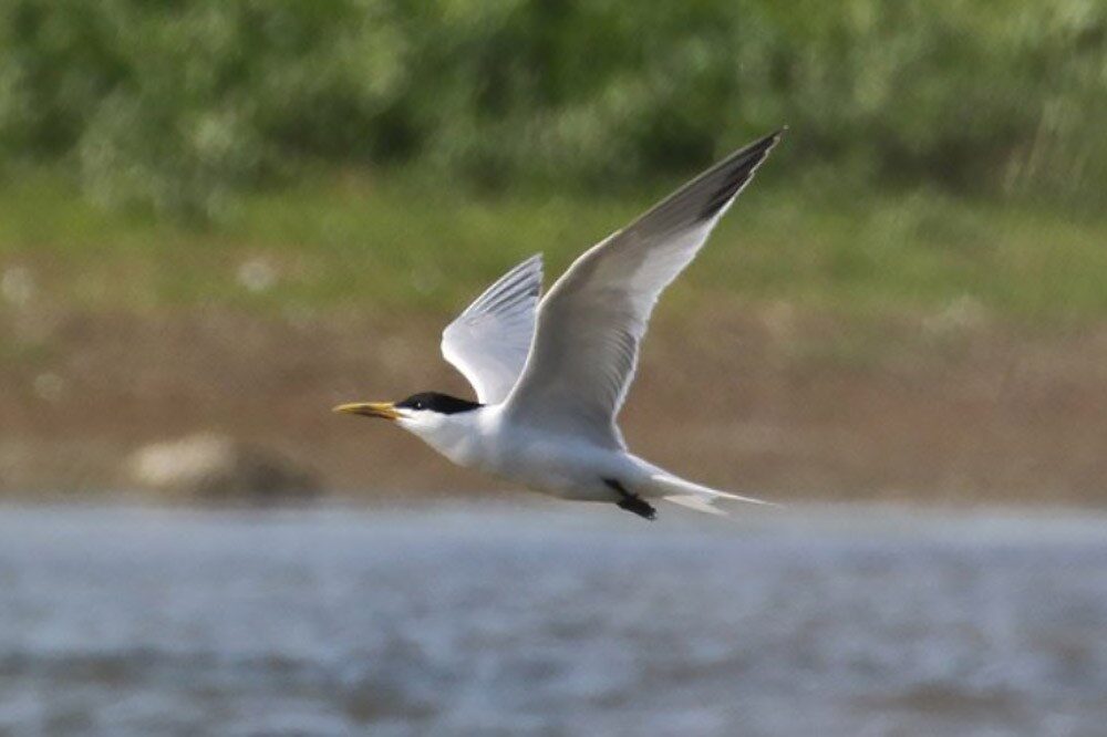 Click to enlarge Cayenne Tern, Lady's Island Lake, Wexford (Paul Kelly).