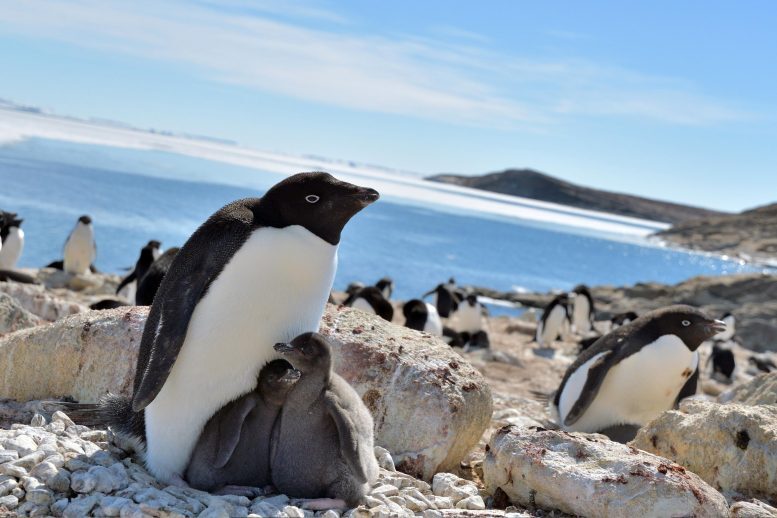 penguins