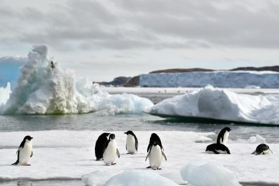 Click to enlarge penguins