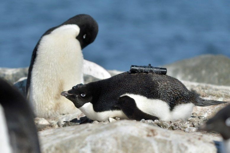 Click to enlarge penguin