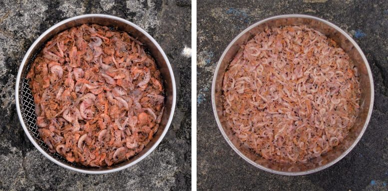 Click to enlarge Krill