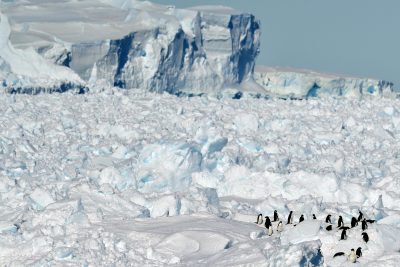 Click to enlarge penguin