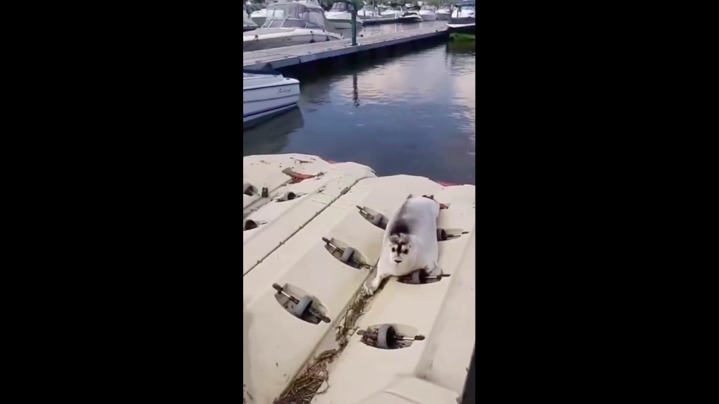 Click to enlarge A bearded seal is the latest marine mammal to be spotted in the St-Lawrence River