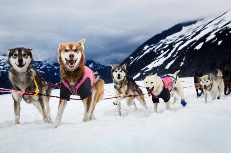 husky